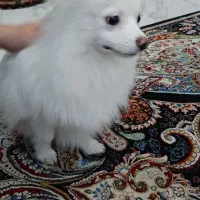 سگ پامرین|سگ|کهریزک, |دیوار