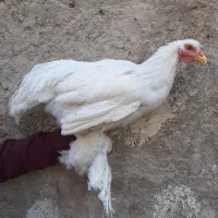 برهما بلولایت و وایت بالغ|حیوانات مزرعه|قرچک, مهدیه|دیوار