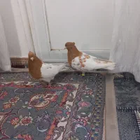 کله زرد نروماده|پرنده|اقبالیه, |دیوار