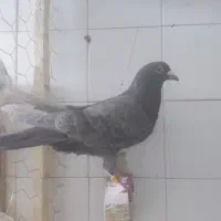 ۷تاگرقتنی|پرنده|شیراز, دارالرحمه|دیوار