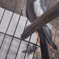 عروس هلندی|پرنده|بهبهان, |دیوار