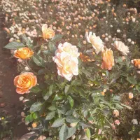 بزرگترین تولید کننده پتوس وگل آپارتمانی درخت میوه|گل و گیاه طبیعی|مشکین‌دشت, |دیوار