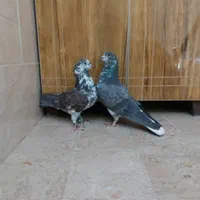 ی جفت نرماد و ی نر تک پرشی|پرنده|اصفهان, دهنو|دیوار