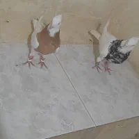 کبوتر طوقی|پرنده|اصفهان, سرشبادران|دیوار