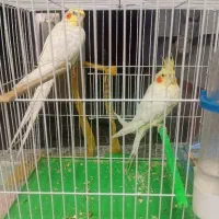 جفت عروس هلندی