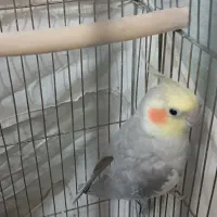 عروس هلندی نر و ماده|پرنده|سبزوار, امیر کبیر|دیوار