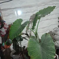 گل بابا ادم