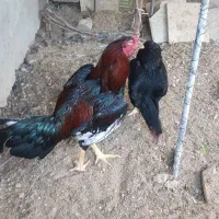 خروس اصیل لاری جوان و قوی