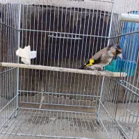 پرنده سهره زاغ و چونه سفید‌|پرنده|ری, دولت‌آباد|دیوار