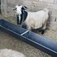 شیراز. کامفیروز|حیوانات مزرعه|کامفیروز, |دیوار