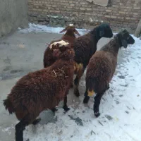 ۴راس کاور نر داشتی افشار