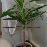 درختچه