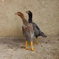 فروش دوتا جوجه لاری ۵ماهه