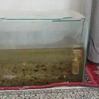 اکواریوم|ماهی|میبد, |دیوار