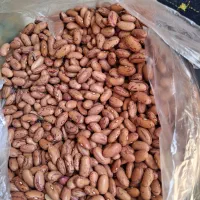 لوبیاچیتی|خوردنی و آشامیدنی|کرج, شاهین‌ویلا|دیوار