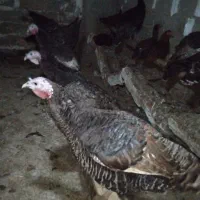 ۶عدد بوقلمون