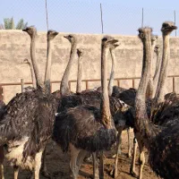 شترمرغ زنده