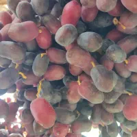 خرمای مضافتی امسال درجه یک