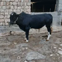 گوساله دو رگه