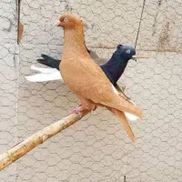 کفتر زرد دم سفید
