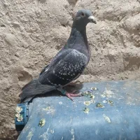 پولک و ساده کاکلی