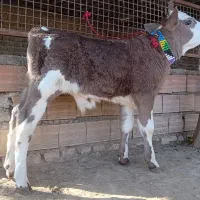 1 راس گوساله سیمینتال نر کلفت کشیده جنس|حیوانات مزرعه|گنبد کاووس, |دیوار