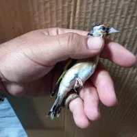 فروش سهره گل بلند درج یک|پرنده|شیراز, آزادگان|دیوار