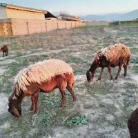 گوسفند بره دار بره نر