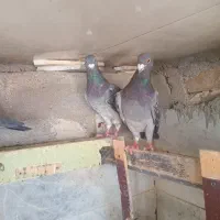 کبوتر|پرنده|تربت‌حیدریه, بازار|دیوار