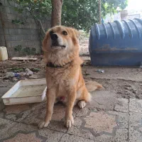 سگ اشپیتز معاوضه با طوطی