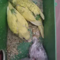 مرغ عشق|پرنده|خمینی‌شهر, |دیوار