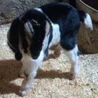 فروش بز سانن|حیوانات مزرعه|اسفرورین, |دیوار