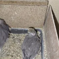 جوجه عروس هلندی|پرنده|قشم, |دیوار