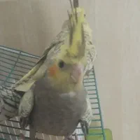 جوجه عروس هلندی