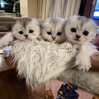 گربه های اصیل با ضمانت