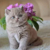 گربه بالشتی نرمالو لیلاک بریتیش|گربه|تهران, ولنجک|دیوار