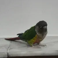 طوطی گرین چیگ سخنگو|پرنده|قم, شاه ابراهیم|دیوار