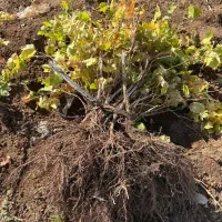 نهال انگور ردگلاب موجود است