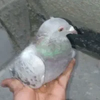 دورگ