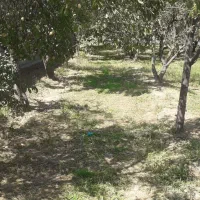 باغ گلابی خوشجا
