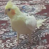 عروس هلندی ماده