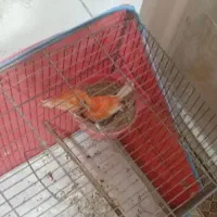 قناری سرخ رد فکتور