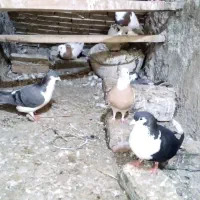 کبوتر
