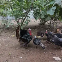 بوقلمون برنز و بلک|حیوانات مزرعه|رشت, نیروی دریایی|دیوار