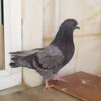 کبوتر غریب گیری