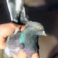 کیوتر|پرنده|انزل, |دیوار