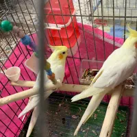 عروس هلندی مولد سالم لوتینو با قفس بزرگ