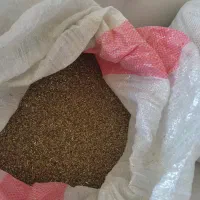 بذر یونجه|گل و گیاه طبیعی|مریوان, |دیوار