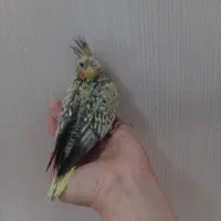 عروس هلندی