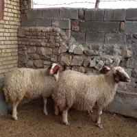 گوسفند میش سنجابی|حیوانات مزرعه|ماهیدشت, |دیوار